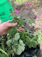 Geranium macrorrhizum