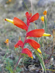 Castilleja tenuifolia