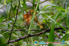 Geothlypis semiflava