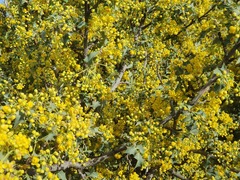 Berberis higginsiae