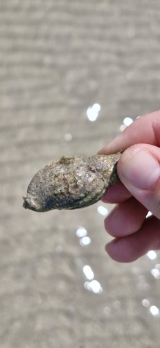 Lyria mitraeformis observed 2026-09-28