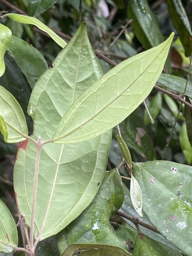 Rhodamnia sessiliflora observed 2026-09-30