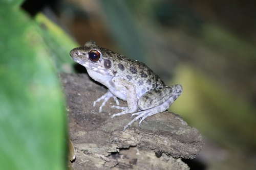 Pulchrana glandulosa observed 2026-09-30