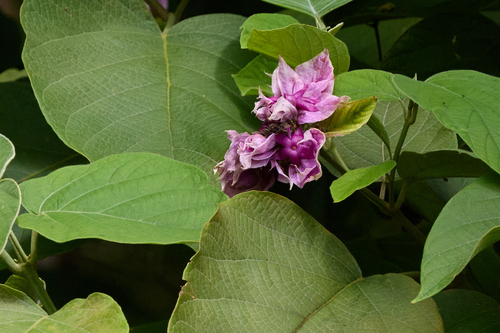 Clerodendrum macrostegium observed 2026-09-11