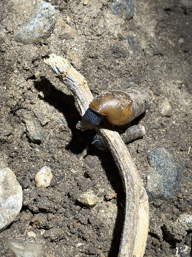Decollate Snail