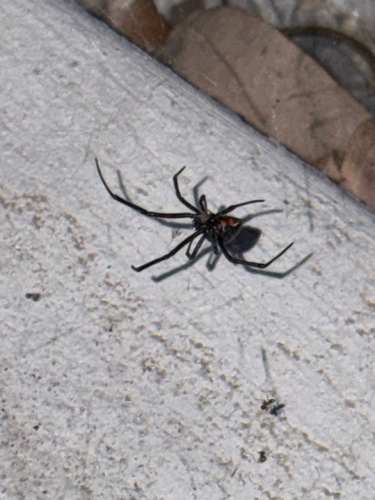 Western Black Widow