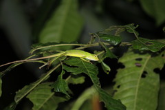 Bronchocela jubata