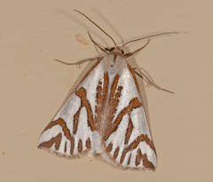 Thalaina inscripta