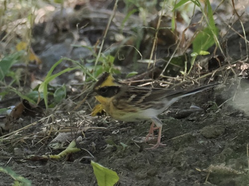 Yellow-throated Bunting
