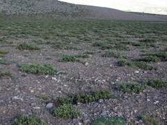 Adesmia hemisphaerica