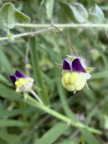 Sharp-leaved Fluellen
