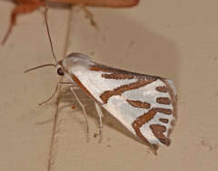 Thalaina inscripta