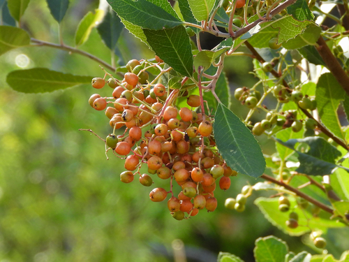 Toyon