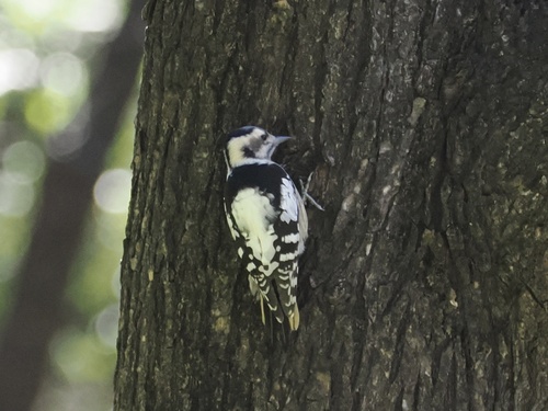 Gray-capped Pygmy Woodpecker