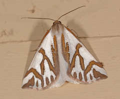 Thalaina inscripta