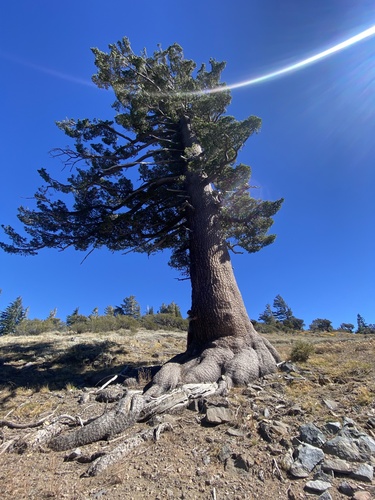 iNaturalist observation photo of western white pine