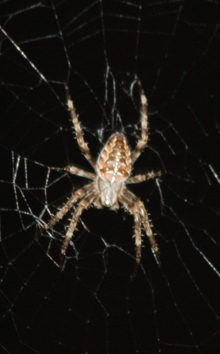 Cross Orbweaver
