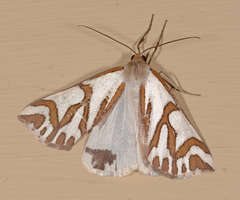 Thalaina inscripta