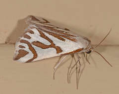 Thalaina inscripta
