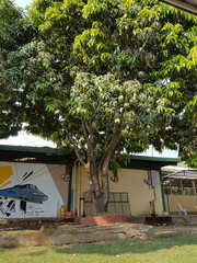 Mangifera indica