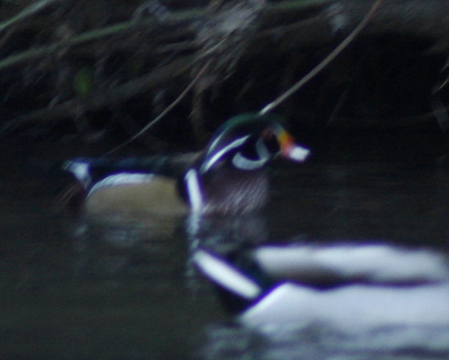 Wood Duck