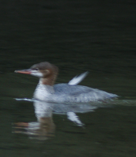 Common Merganser