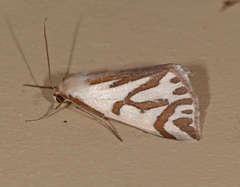 Thalaina inscripta