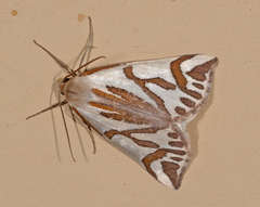 Thalaina inscripta
