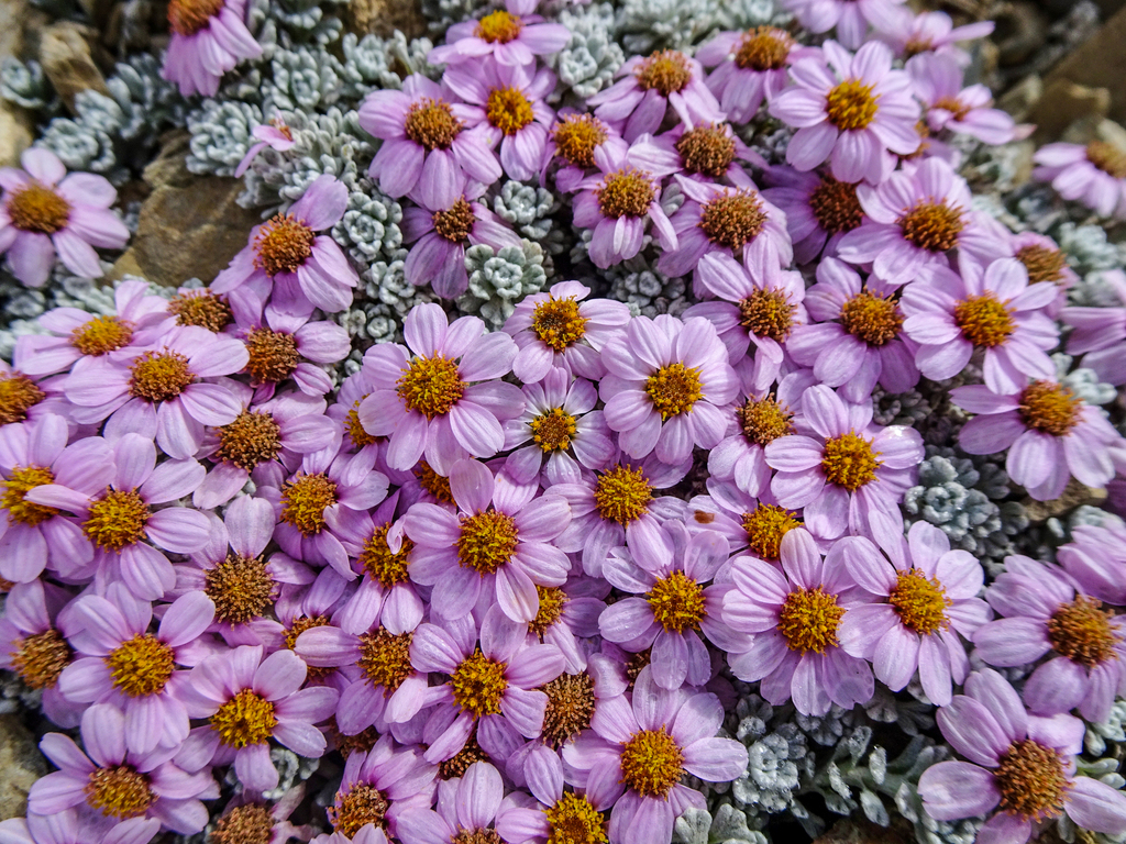 Alpine Ground Daisy