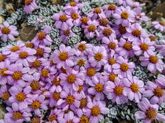 Allardia nivea