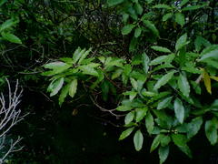 Pittosporum undulatum