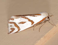 Thalaina inscripta