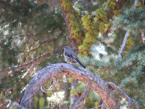 iNaturalist observation photo of Townsend's Solitaire