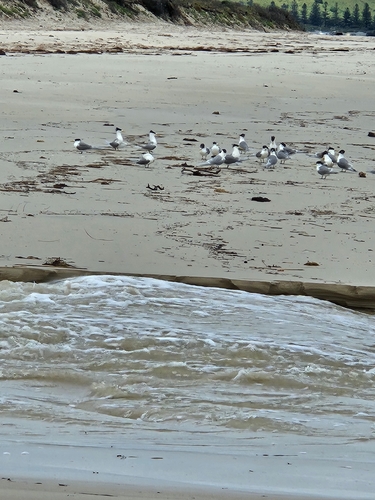Great Crested Tern