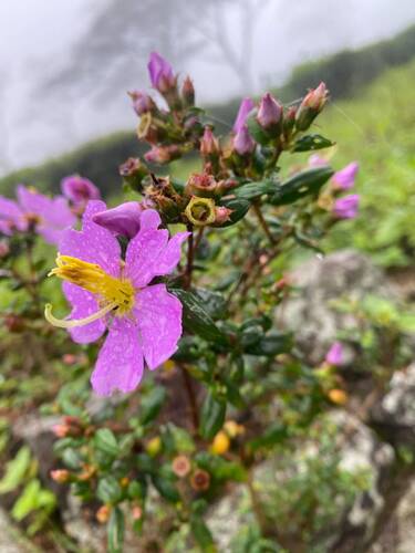 Osbeckia observed 2026-09-20