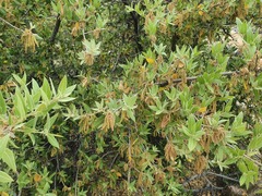 Quercus peninsularis