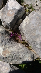 Orchis anatolica