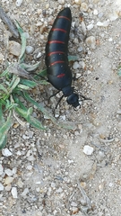 Berberomeloe comunero