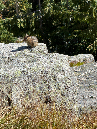 Cascade Golden-mantled Ground Squirrel observed by reidhwang