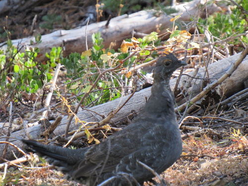 iNaturalist observation photo of Sooty Grouse