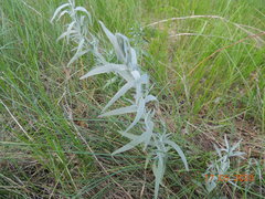 Artemisia dracunculus glauca