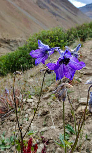 Delphinium cashmerianum