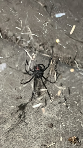 Western Black Widow