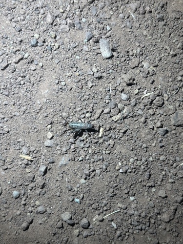 Western Brush Cricket