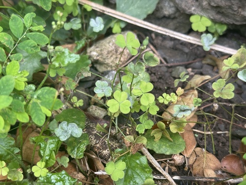 Oidium observed 2026-09-22