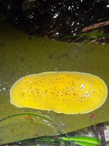 Noble Dorid