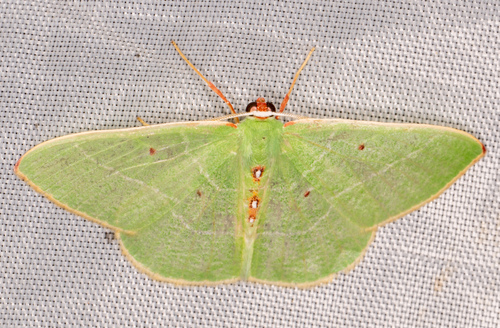 Columbian Emerald