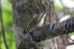 Phylloscopus reguloides