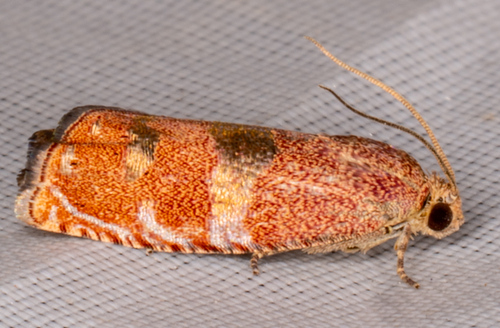 Filbertworm Moth