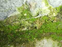 Thuidium peruvianum